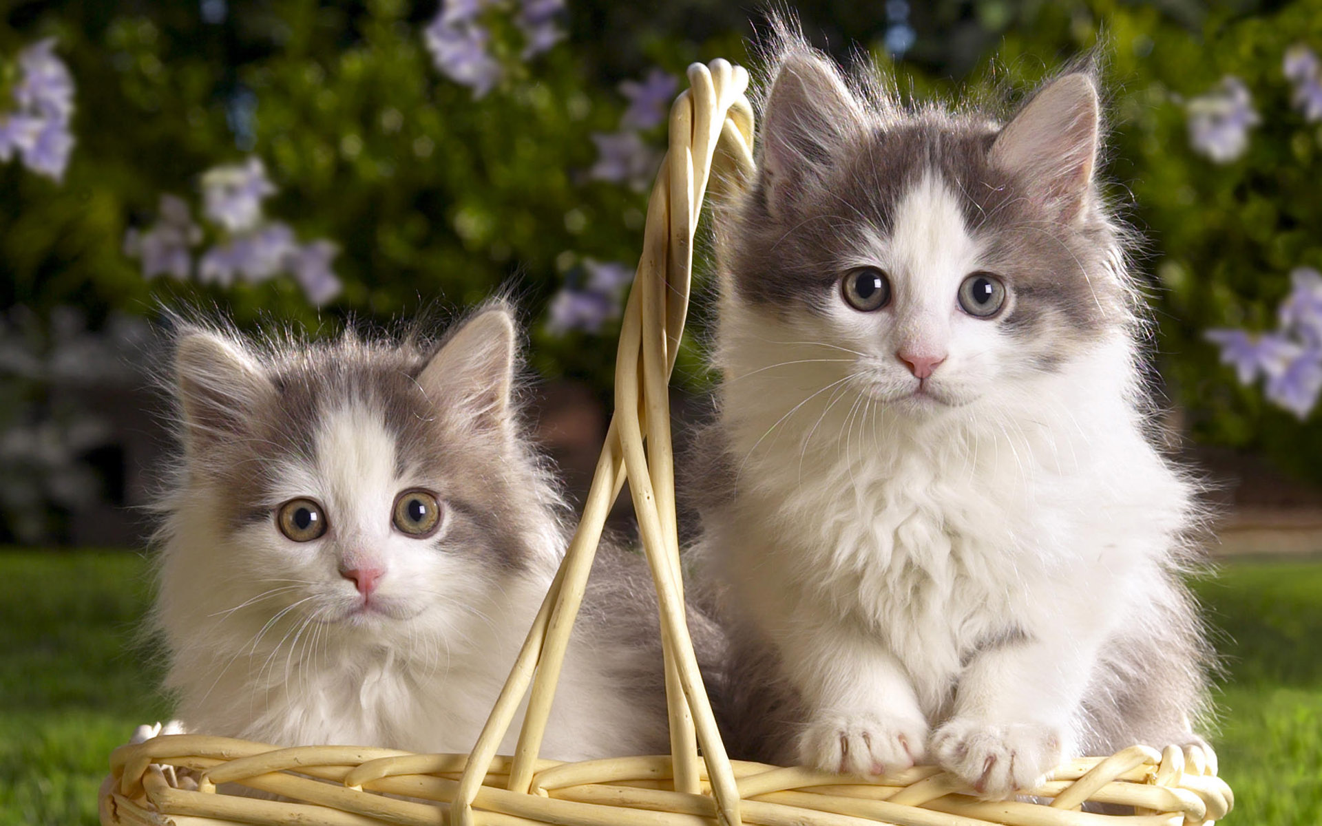 Understanding Your Cat's Body Language