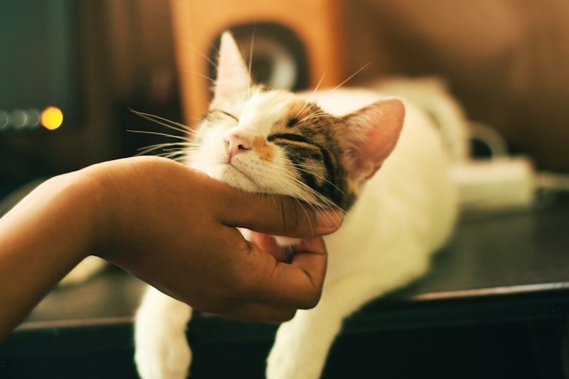 Essential Cat Care: Nutrition and Health
