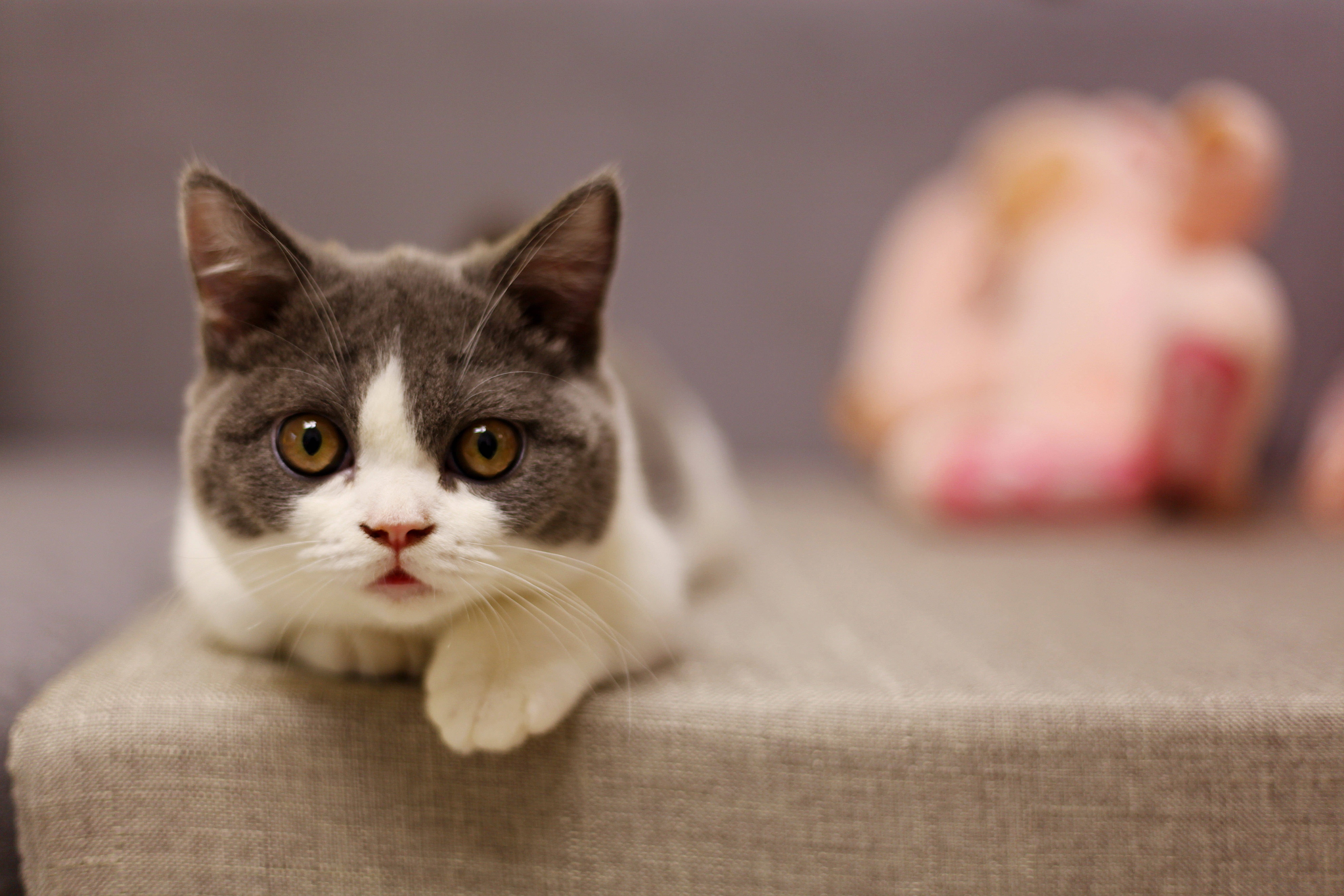 Creating a Cat-Friendly Home Environment
