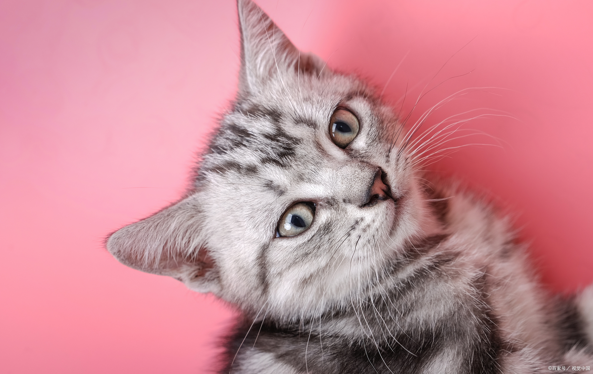 Common Cat Health Issues and Prevention