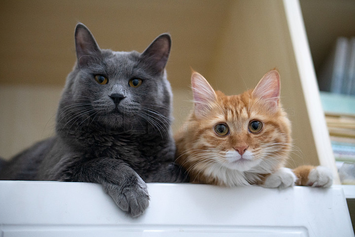 Socializing and Training Your Cat