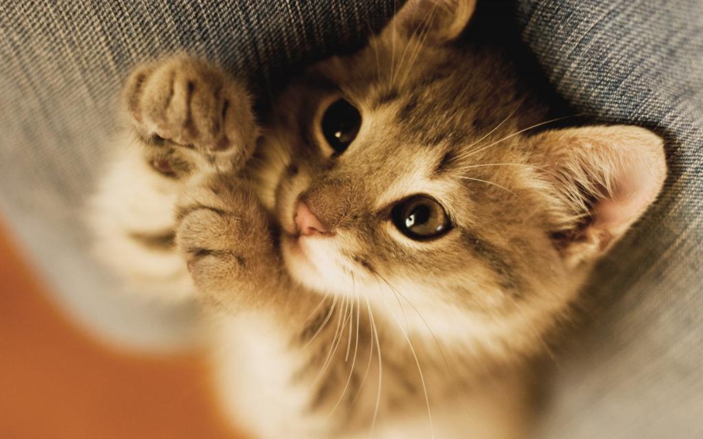 Cat Nutrition: What Your Feline Really Needs