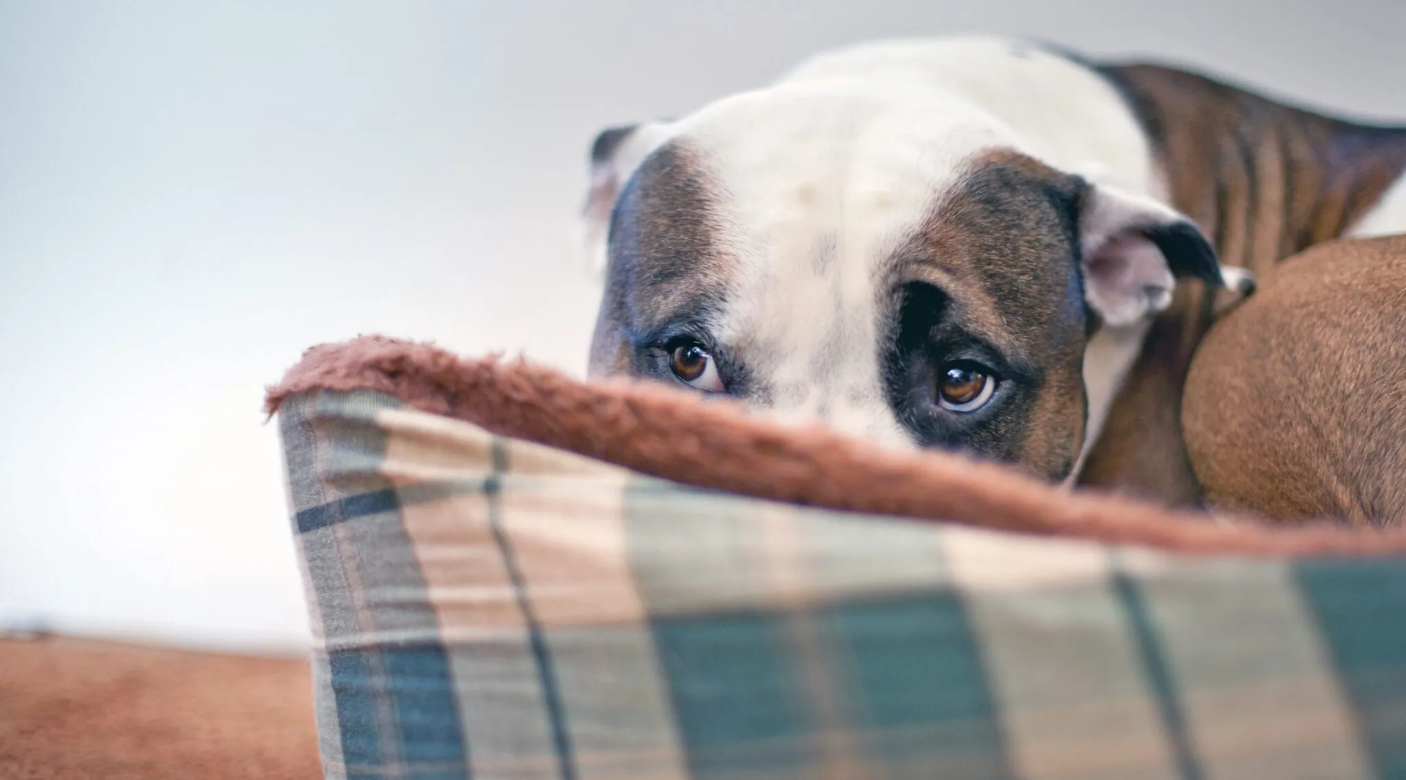 Sileo for Dogs