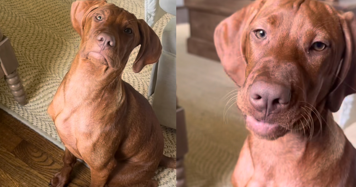 Video: Vizsla Puppy Does This to Show He Wants More Berries