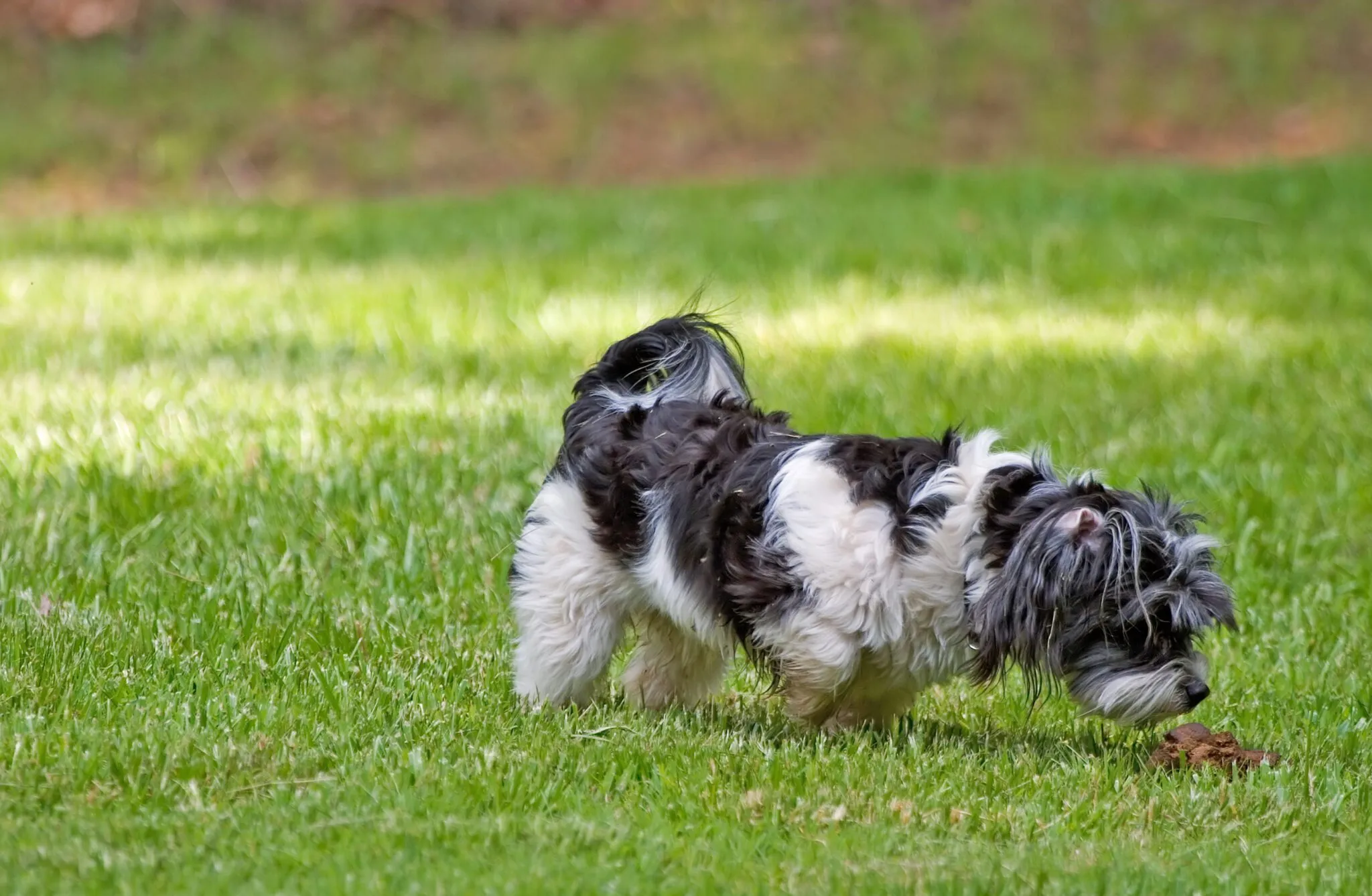 Can Dogs Get Norovirus?