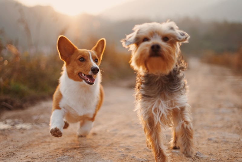 Understanding Your Dog's Body Language
