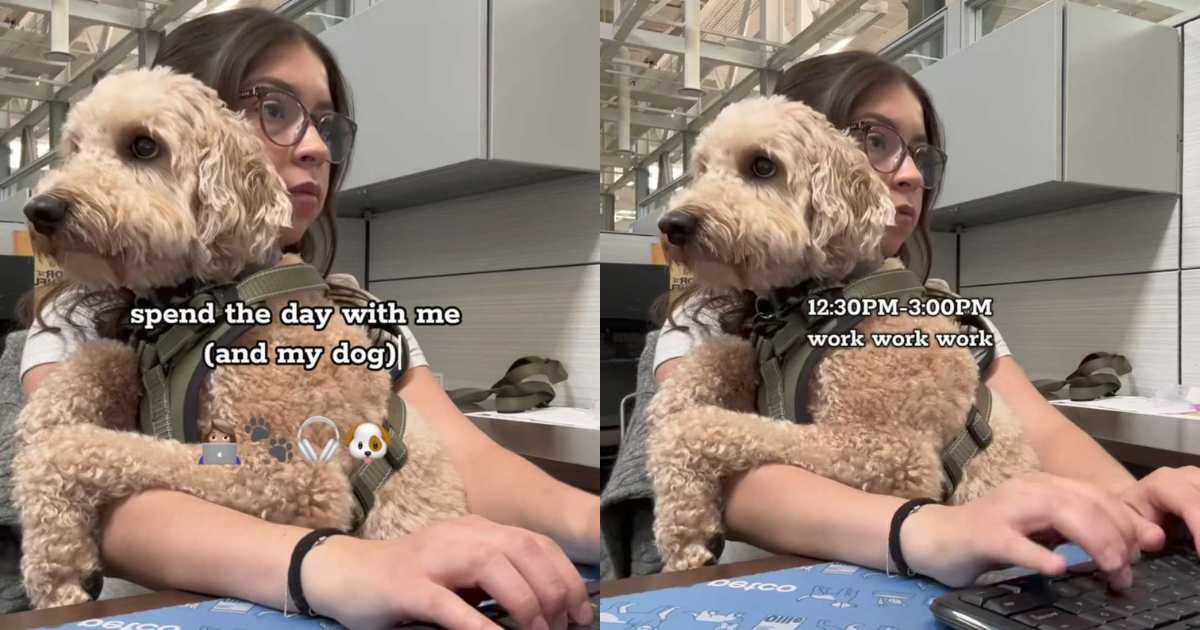 Video: Owner Shares What ‘Corporate’ Dog’s Day in Office Looks Like