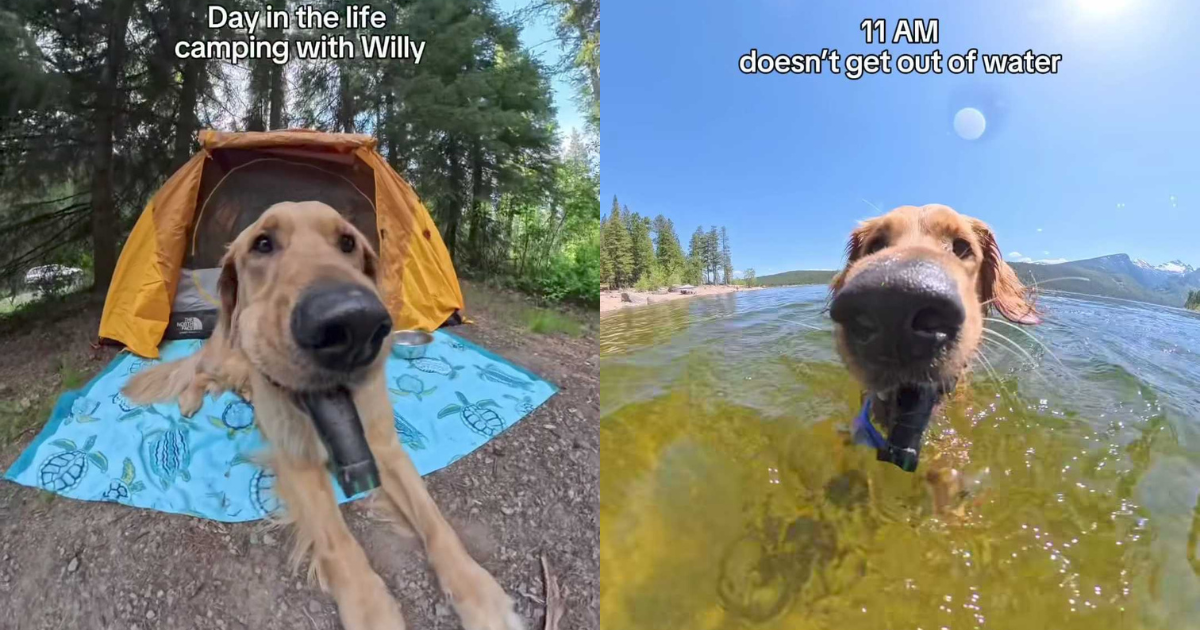 Video: Dog Shares Glimpse of His Camping Life & It’s All About Having Fun