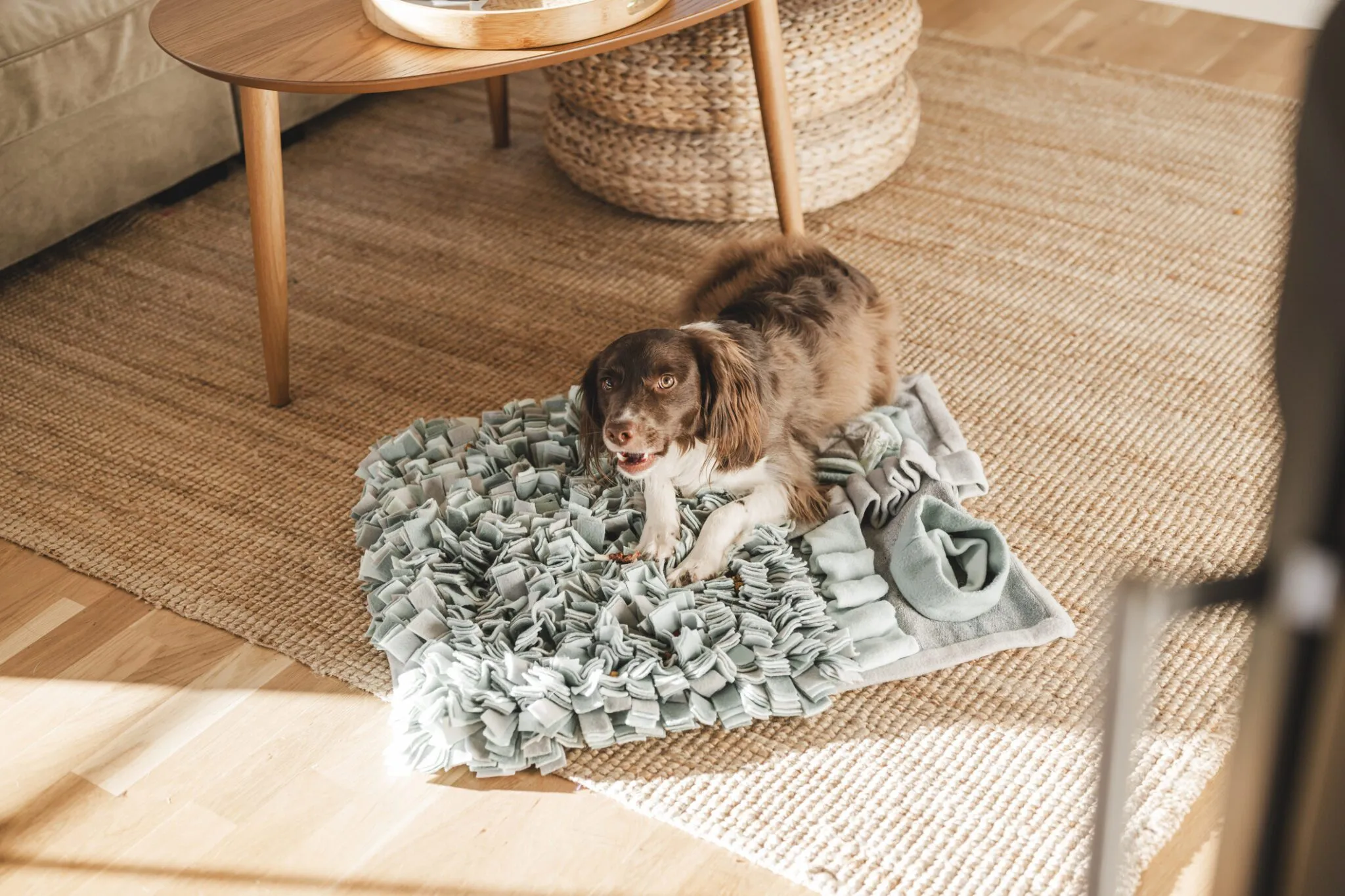 What Does Catnip Do to Dogs?