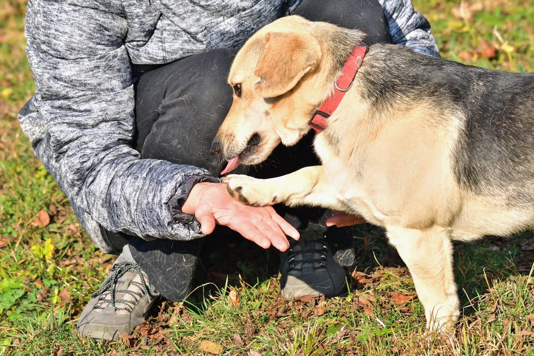 Knuckling in Dogs