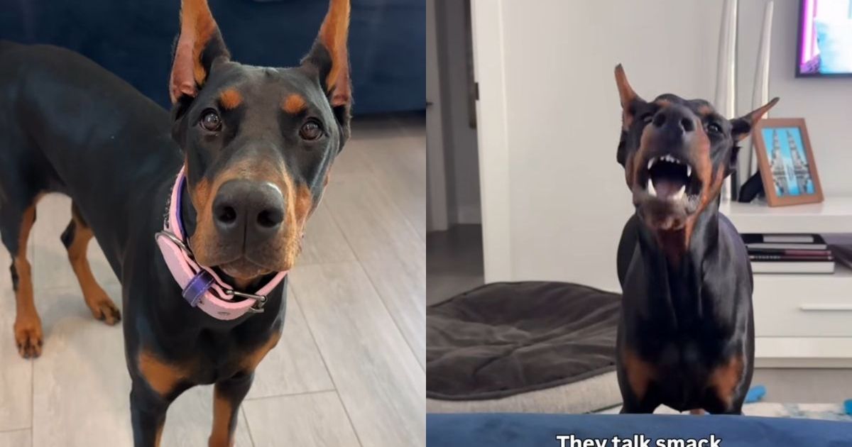 Video Shows Dog Likes Talking Smack to Owner