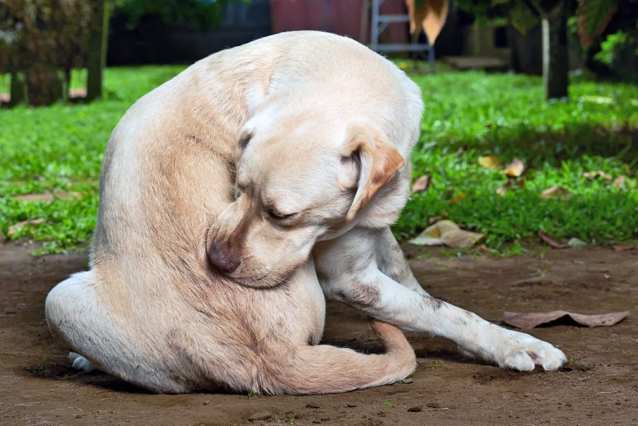 Do Allergy Shots Offer Lasting Relief for Dogs?