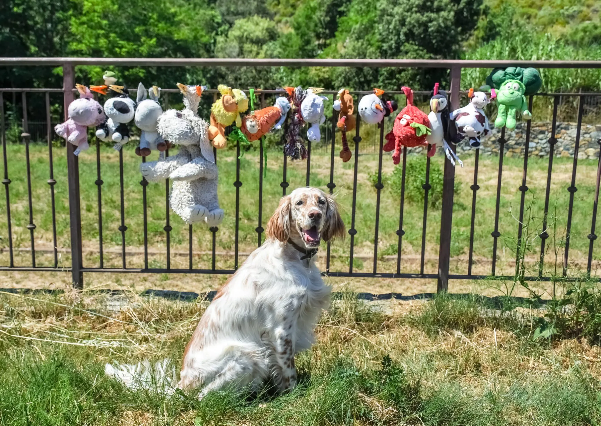 How to Wash Dog Toys