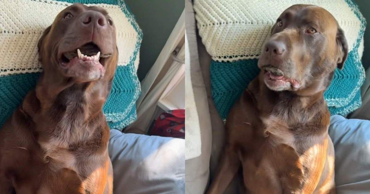 Video: Labrador’s Interaction With a Wood Chip Draws Reactions