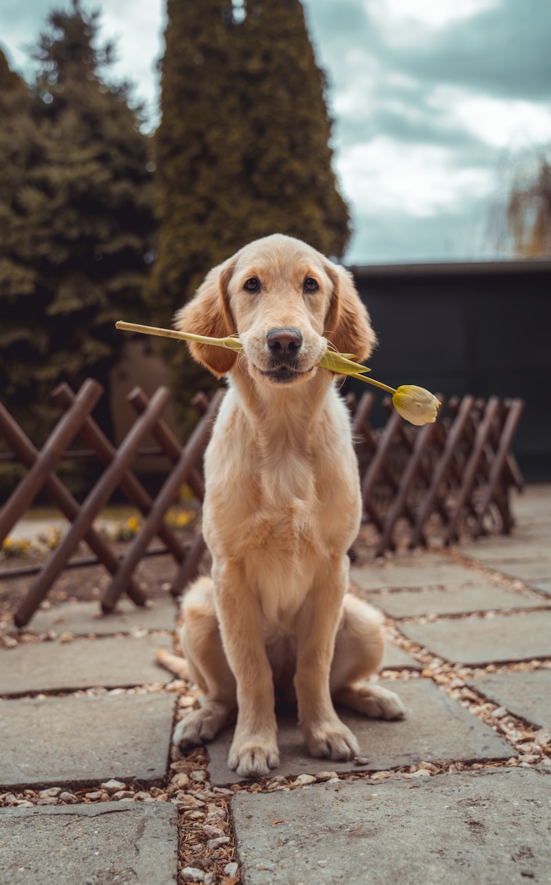 Essential Dog Training Commands Every Owner Should Know