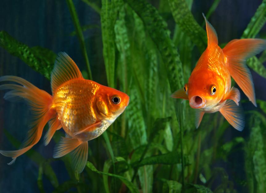 How To Take Care of Goldfish