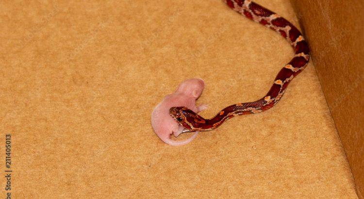 Category: Reptile Care Blog