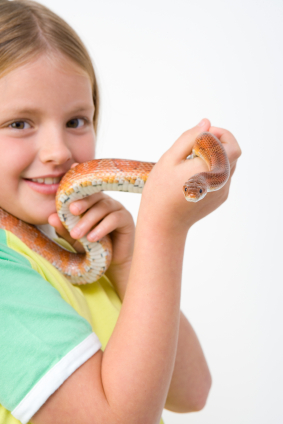 How to Handle a Corn Snake Properly