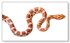 Keeping Baby Corn Snakes – 5 Tips