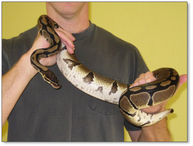 How Big Do Ball Pythons Get? Male and Female Average Size