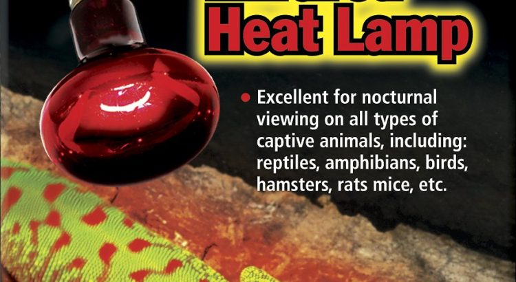 Does My Corn Snake Need A Heat Lamp on Its Cage?