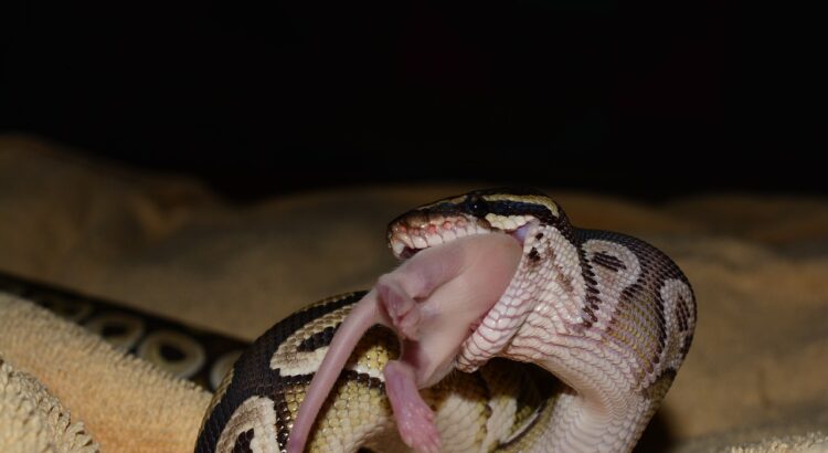Feeding Frozen and Thawed Mice or Rats to a Ball Python