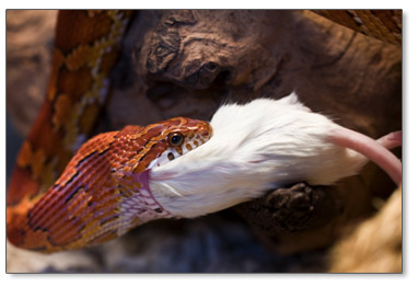 How to Feed a Pet Snake – 3 Feeding Techniques